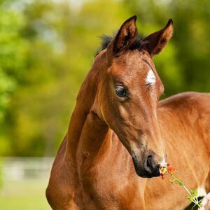Hannoveraner Fohlen | Pferdezucht | Hannoveraner Verband | Foto: Fellner